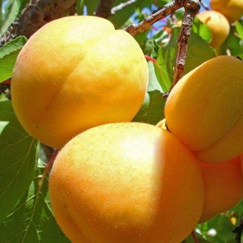 Лучшие сорта абрикоса для сибири. Сибирские сорта абрикосов