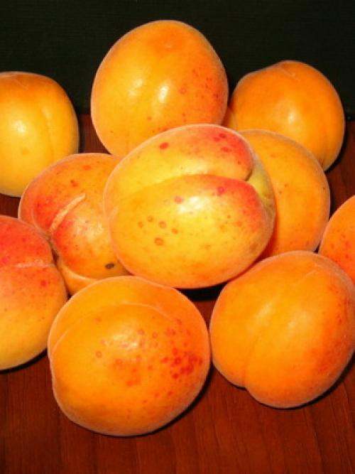 Лучшие сорта абрикоса. Виды абрикосов 08