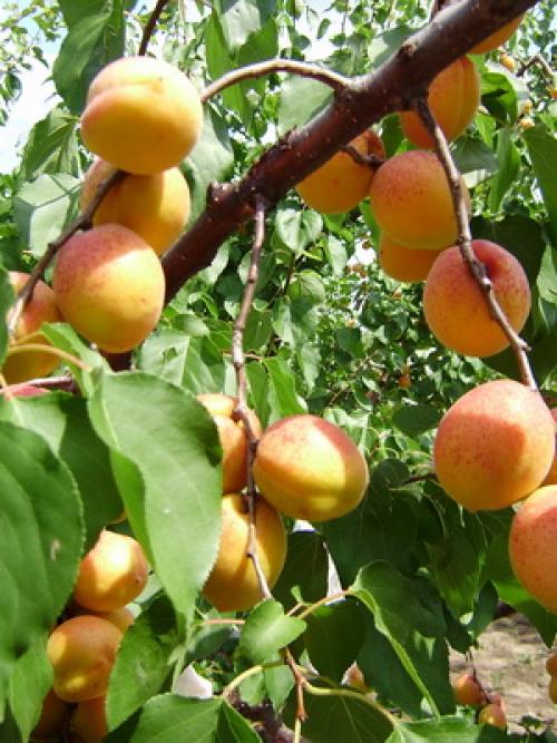 Лучшие сорта абрикоса. Виды абрикосов 05