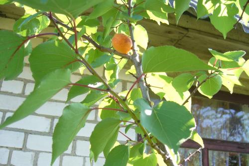 Лучшие сорта абрикоса для беларуси. Белорусские абрикосы, какие они?