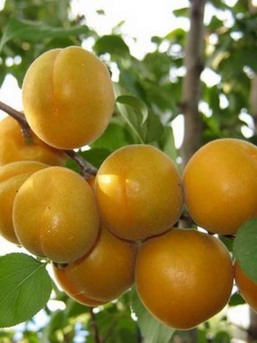 Лучшие сорта абрикоса. Виды абрикосов 11