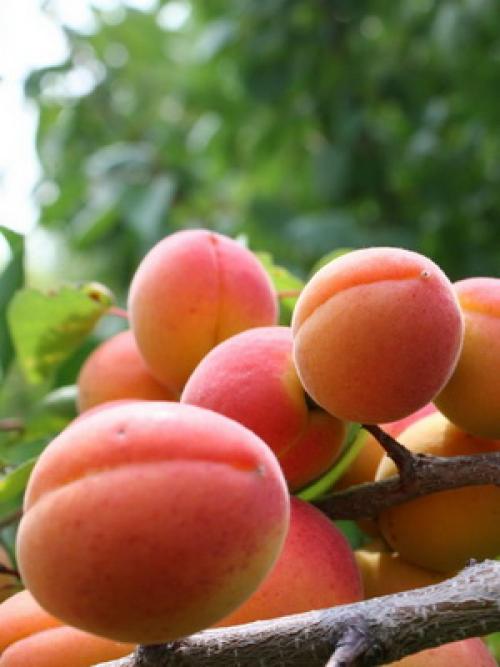 Лучшие сорта абрикоса. Виды абрикосов 03