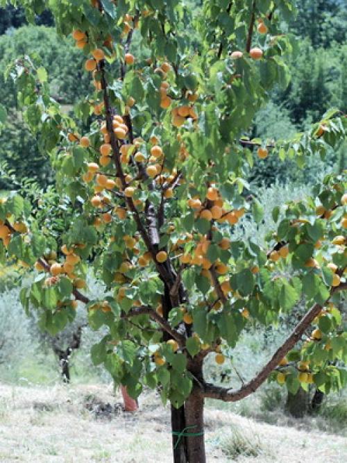 Лучшие сорта абрикоса. Виды абрикосов 06