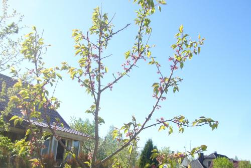 Лучшие сорта абрикоса для беларуси. Белорусские абрикосы, какие они?