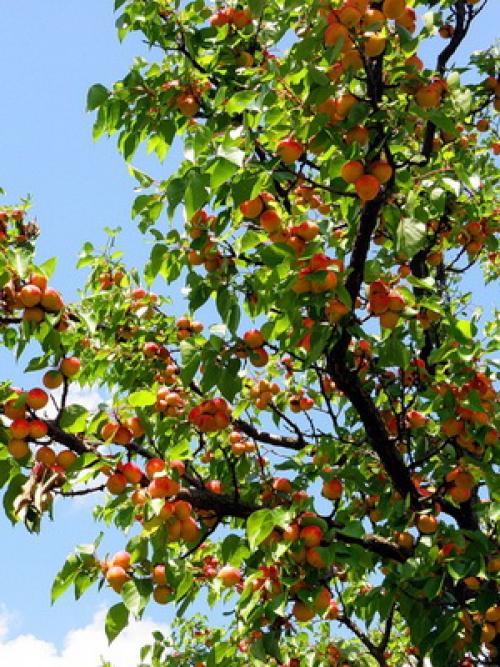 Лучшие сорта абрикоса. Виды абрикосов 02