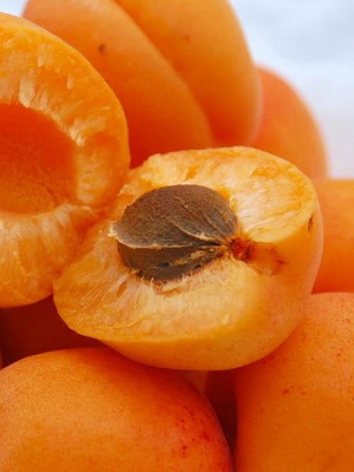 Лучшие сорта абрикоса. Виды абрикосов 12