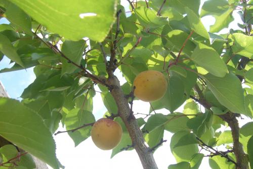 Лучшие сорта абрикоса для беларуси. Белорусские абрикосы, какие они?