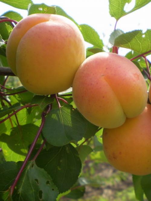 Лучшие сорта абрикоса. Виды абрикосов 07