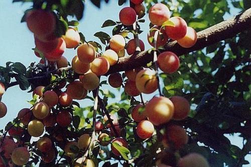 Лучшие сорта абрикоса для подмосковья самоплодные низкорослые. Критерии выбора сорта