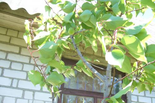 Лучшие сорта абрикоса для беларуси. Белорусские абрикосы, какие они?