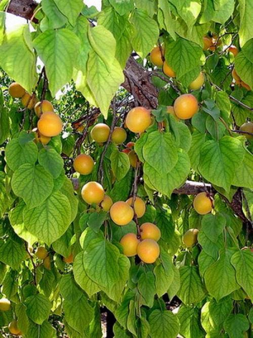 Лучшие сорта абрикоса. Виды абрикосов 14