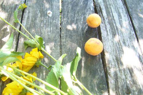 Лучшие сорта абрикоса для беларуси. Белорусские абрикосы, какие они?