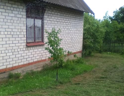 Лучшие сорта абрикоса для беларуси. Белорусские абрикосы, какие они?