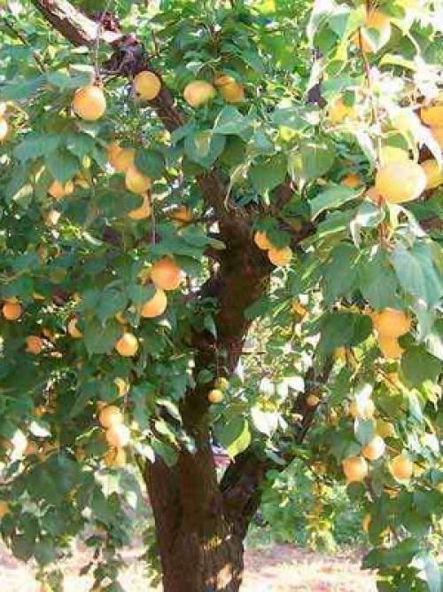 Лучшие сорта абрикоса. Виды абрикосов 09