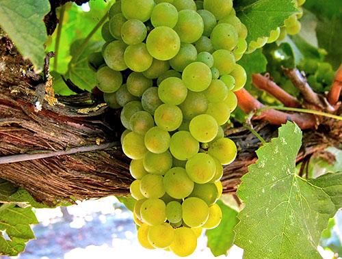 Виноград Гусар описание сорта. Оригинальный Кураж и уникальный Гусар 04