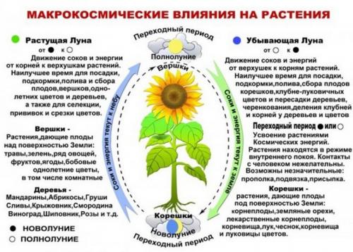 Когда сажать лук по Лунному календарю в 2019 году. Когда сажать лук-севок под зиму в 2019 году, чтобы был крупный 02 Когда сажать лук по Лунному календарю в 2019 году. Когда сажать лук-севок под зиму в 2019 году, чтобы был крупный 02