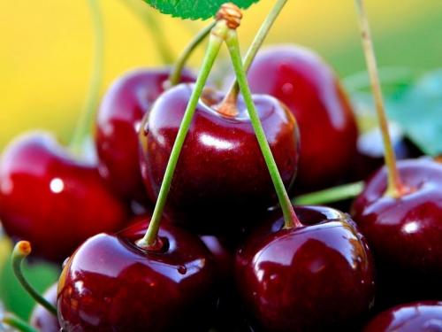 Лучшие сорта вишни для Средней полосы. 