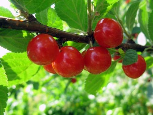 Сорта вишни для нижегородской области самые устойчивые. Лучшие сорта вишни для Средней полосы России