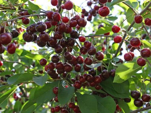 Лучшие сорта вишни для Средней полосы. 