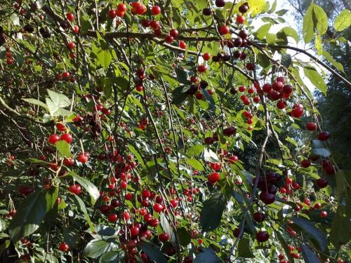 Лучшие сорта вишни для Средней полосы. 