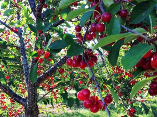 Лучшие сорта вишни для Средней полосы. 
