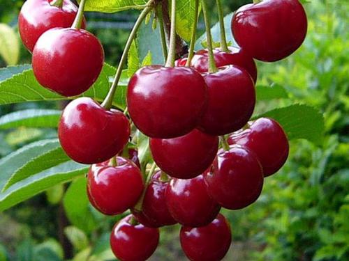 Лучшие сорта вишни для Средней полосы. 