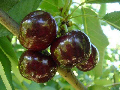 Лучшие сорта вишни для Средней полосы. 