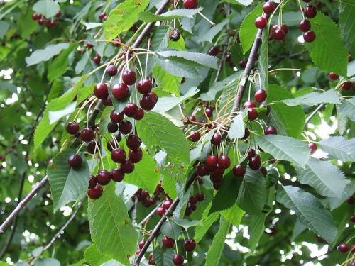 Лучшие сорта вишни для Средней полосы. 