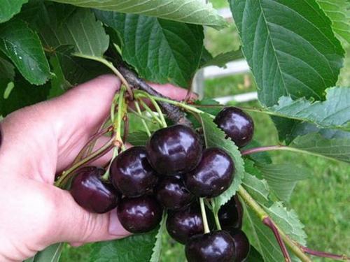 Лучшие сорта вишни для Средней полосы. 