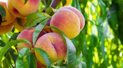 Ямочный персик, что это. Как выглядит нектарин и как выращивать дерево? 02