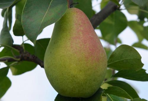 Сорт осенних груш. Добавление статьи в новую подборку 06