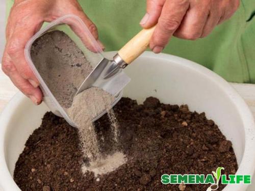 Вырастить физалис из семян дома. Подготовка к посеву