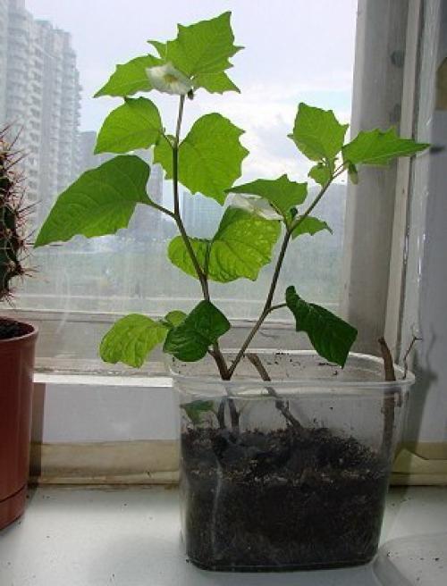 Как выращивать физалис овощной. Посев овощного физалиса в грунт 04