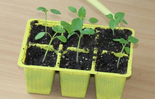 Когда сажать физалис на рассаду. Когда лучше по срокам и Лунному календарю