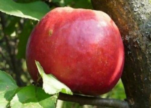 Июльские сорта яблок. Скороплодная и ранняя яблоня Июльское Черненко: описание, фото, отзывы