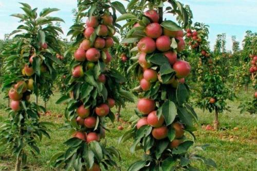 Колоновидные яблони летние сорта. Колоновидная яблоня: сорта, уход и выращивание (фото)