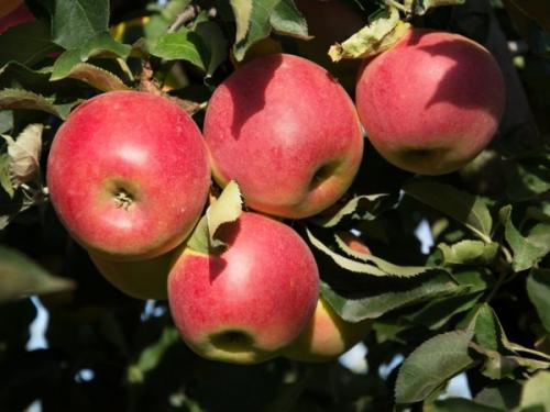 Летние сорта яблони для сибири. Лучшие летние сорта