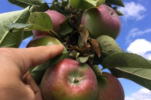 Колоновидные яблони летние сорта. Колоновидная яблоня: сорта, уход и выращивание (фото)