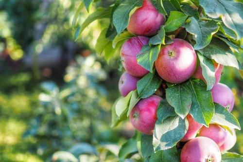 Колоновидные яблони летние сорта. Колоновидная яблоня: сорта, уход и выращивание (фото)