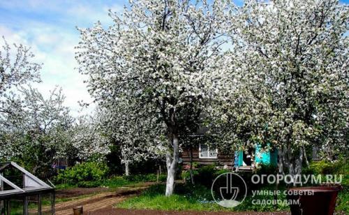 Яблони летние сорта для средней полосы. Особенности региона