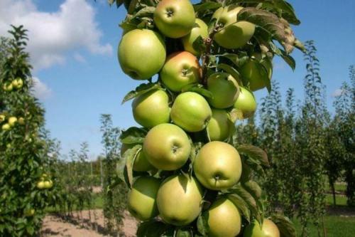 Колоновидные яблони летние сорта. Колоновидная яблоня: сорта, уход и выращивание (фото)