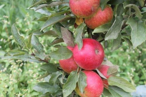 Колоновидные яблони летние сорта. Колоновидная яблоня: сорта, уход и выращивание (фото)