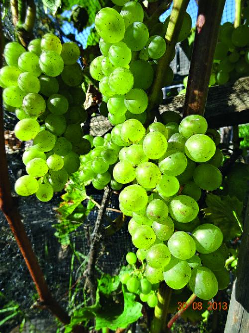 Самый северный сорт винограда. 10 лучших технических сортов винограда