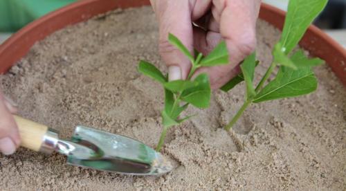 Флоксы, как делить. Деление куста 08