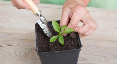 Флоксы, как делить. Деление куста 19