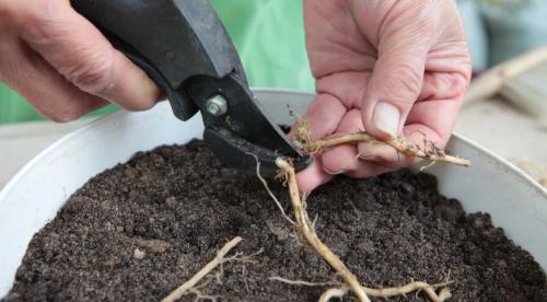 Флоксы, как делить. Деление куста 16