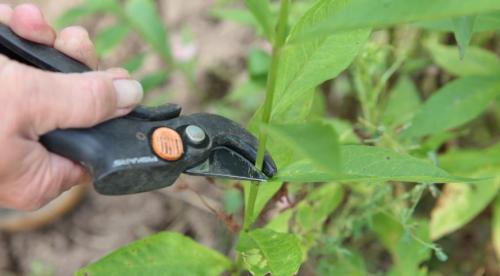 Флоксы, как делить. Деление куста 03