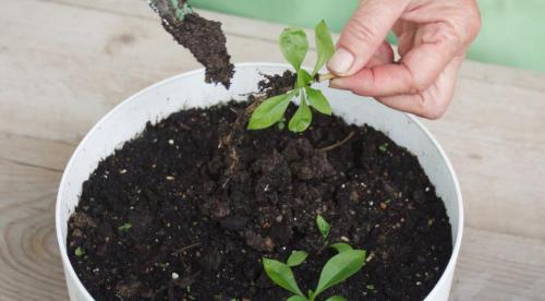 Флоксы, как делить. Деление куста 18