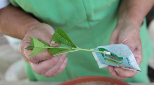 Флоксы, как делить. Деление куста 07