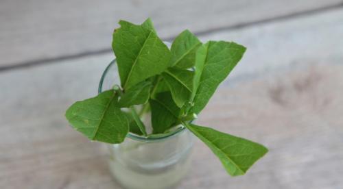 Флоксы, как делить. Деление куста 06